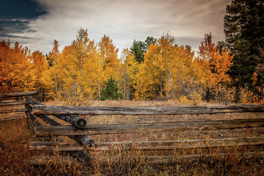 Autumn in Colorado Photograph by Kevin Schwalbe