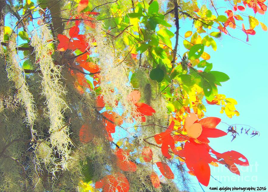 Autumn In Dixie Photograph