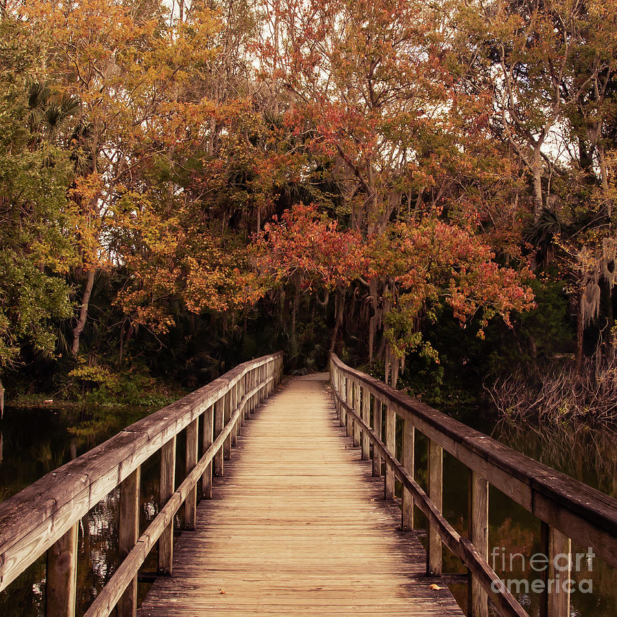 Autumn in Florida Photograph by Neala McCarten