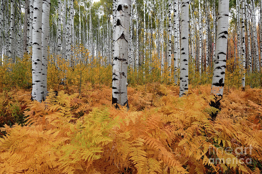 Autumn in Forest of Golden Ferns and Aspen Trees in Colorado Photograph by Tom Schwabel