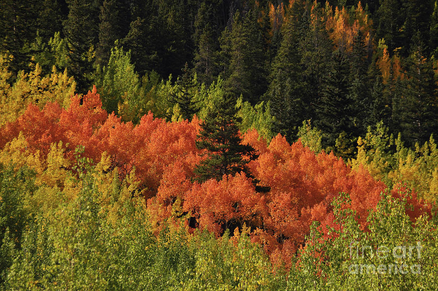 Autumn in Guanella Pass Photograph by Stevyn Llewellyn