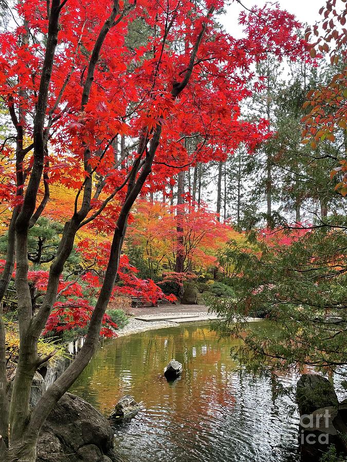 Autumn in Japanese Garden Park with Pond Photograph by Carol Groenen