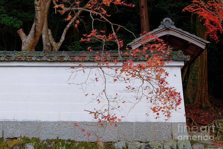 Autumn in Kyoto Photograph by Dean Harte