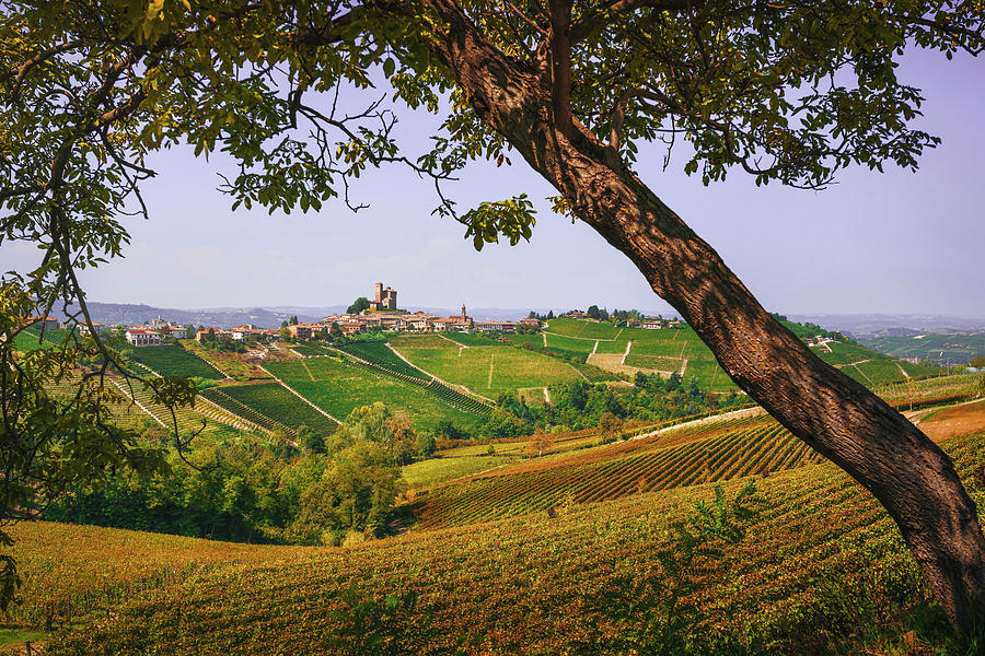 Autumn in Langhe, Vineyards and a tree. Italy Photograph by Stefano Orazzini