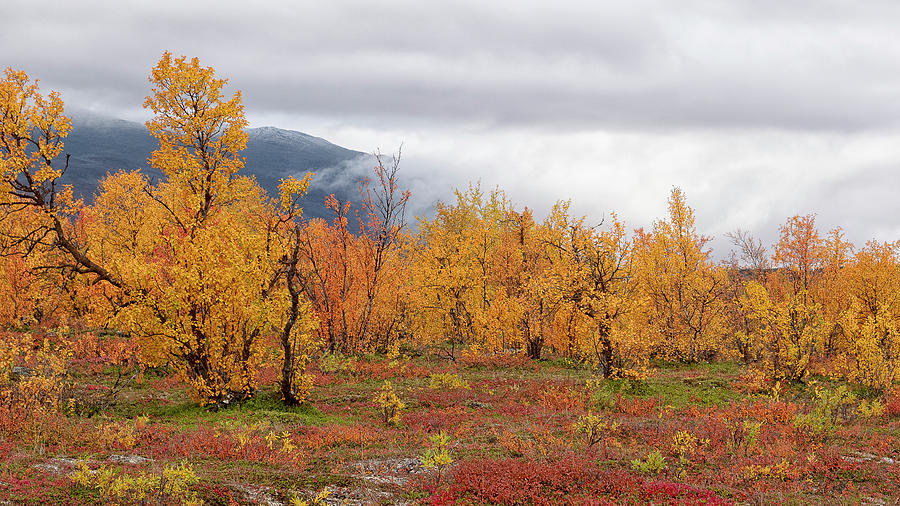 Autumn in Lapland Photograph by Uri Baruch