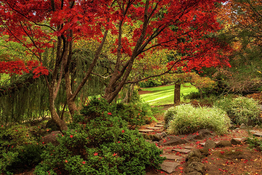 Autumn In Lithia Park Photograph by James Eddy