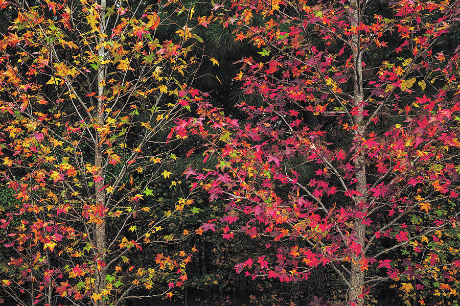 Autumn In Maryland 12 Photograph by Robert Fawcett
