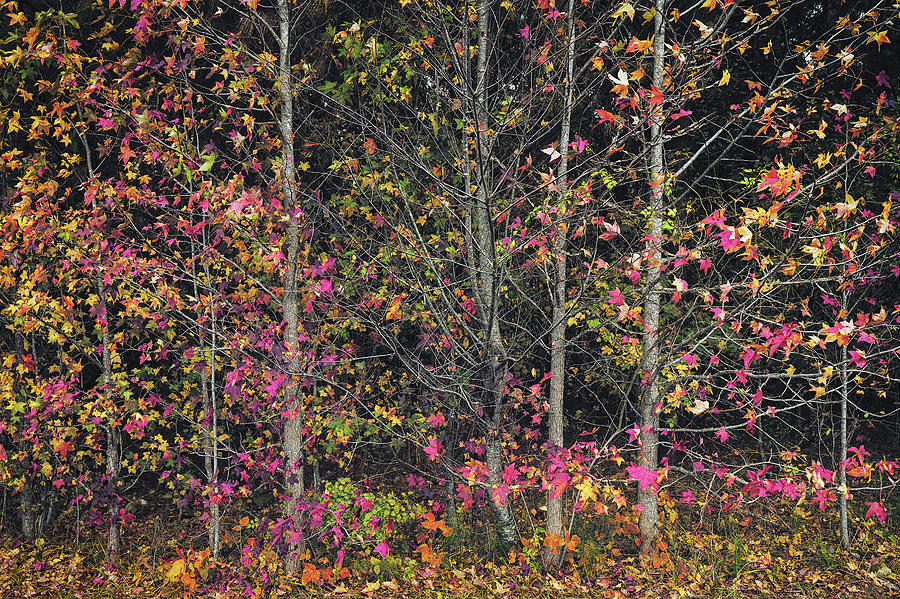 Autumn In Maryland 13 Photograph by Robert Fawcett