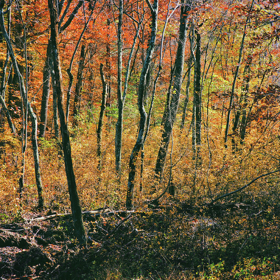Autumn In Maryland 17 Photograph by Robert Fawcett