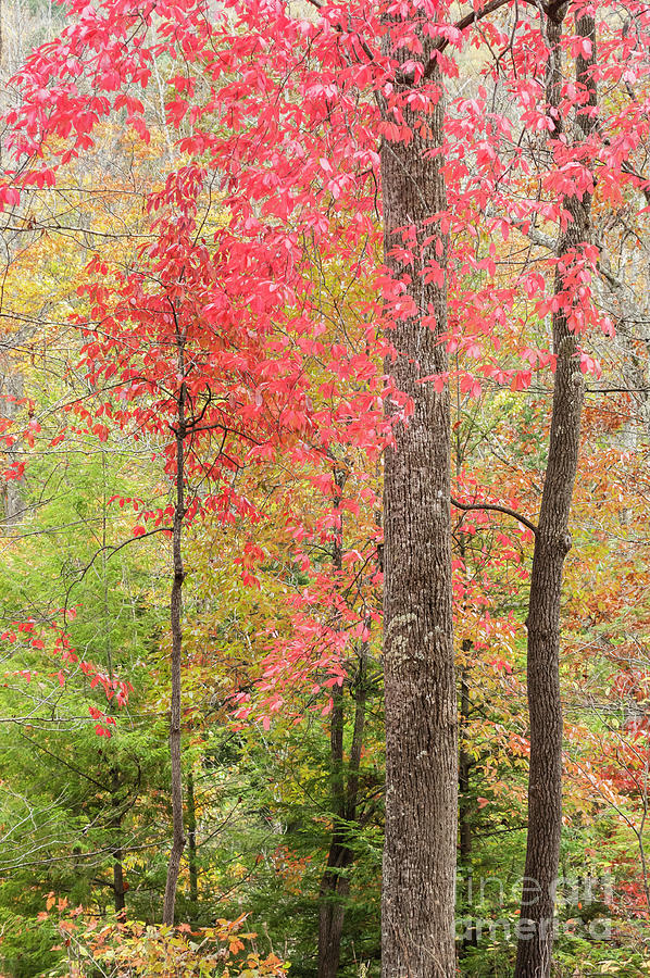 Autumn in Monongahela National Forest Photograph by Thomas R Fletcher