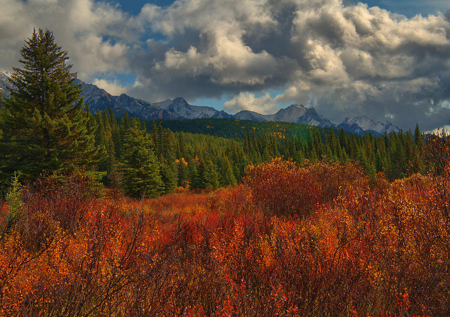 Autumn in Moose Meadows Photograph by Stephen Vecchiotti