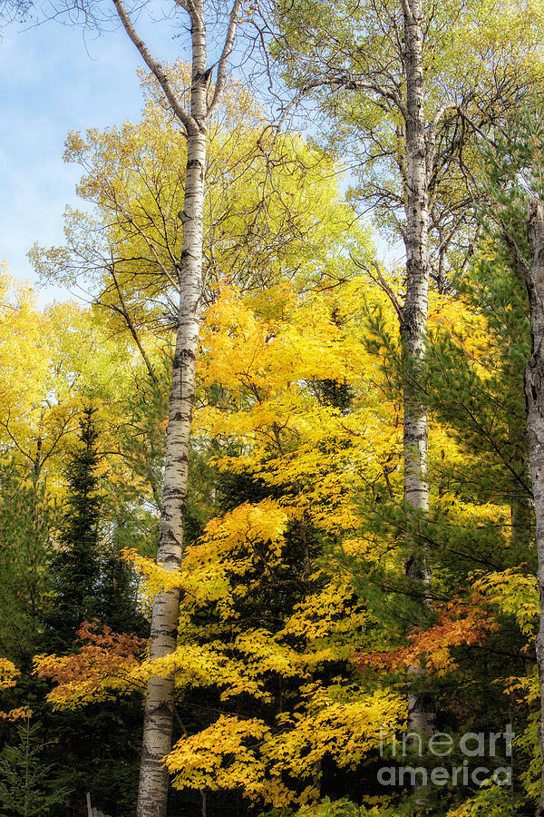Autumn In Munising Michigan 8 Photograph by Timothy Hacker