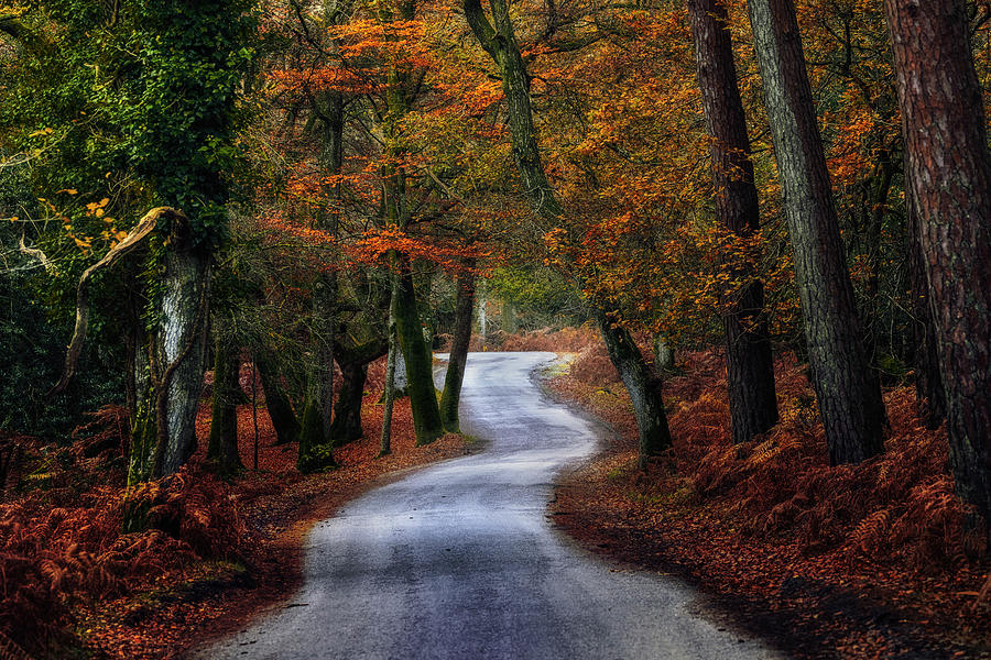 Autumn in New Forest - England Photograph by Joana Kruse