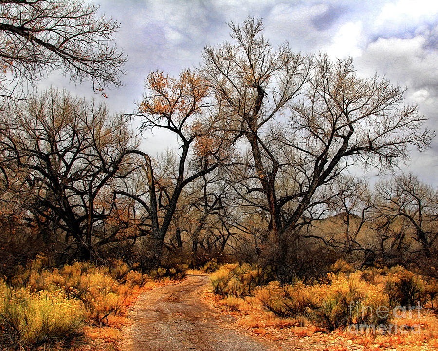 Autumn in New Mexico Photograph by Neala McCarten