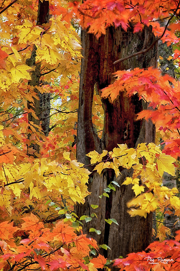Autumn in Northern Michigan Photograph by Peg Runyan