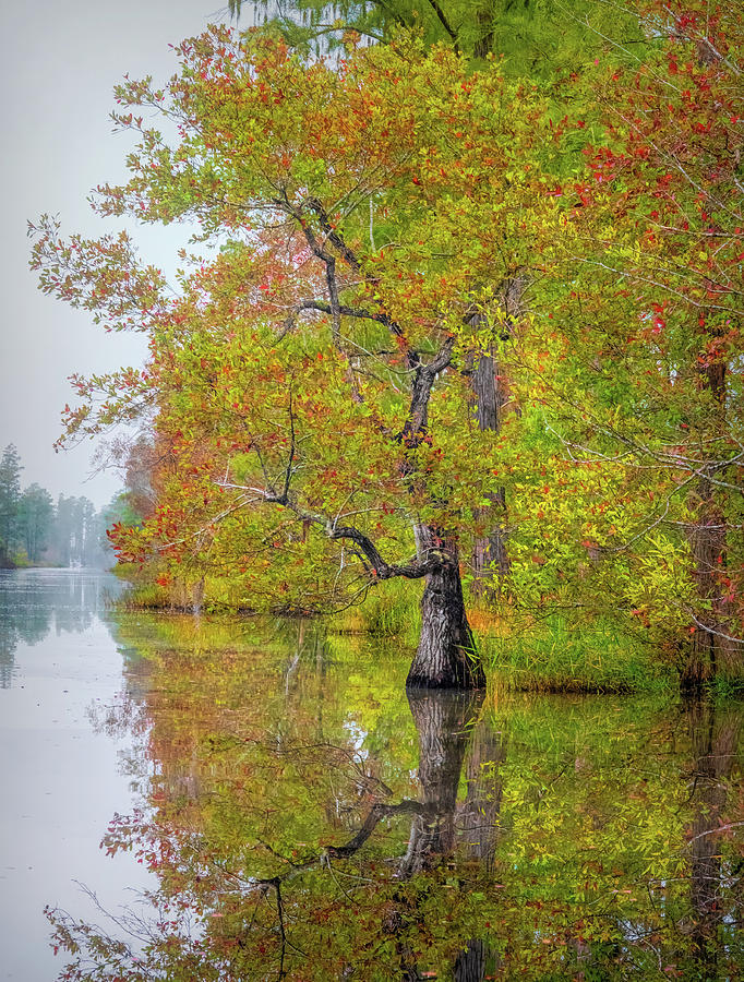 Autumn in Okefenokee Photograph by Karen Sirnick