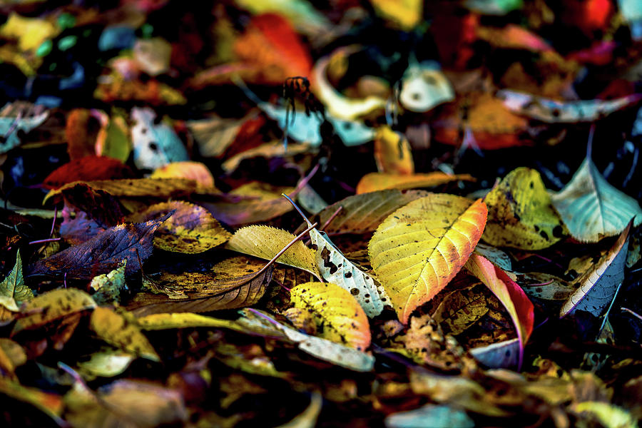 Autumn in Portland Photograph by Ada Weyland