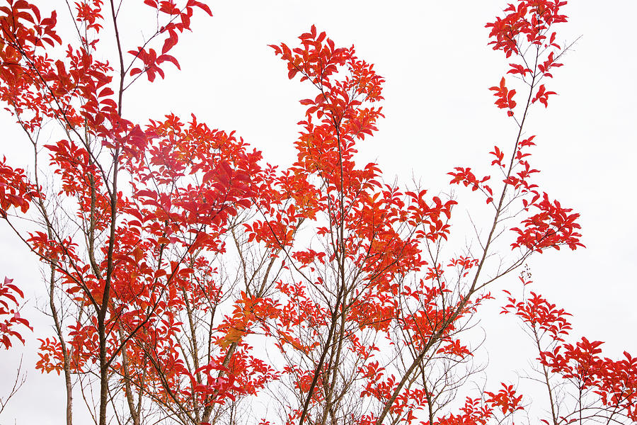 Autumn in Rose Garden Photograph by Kunal Mehra