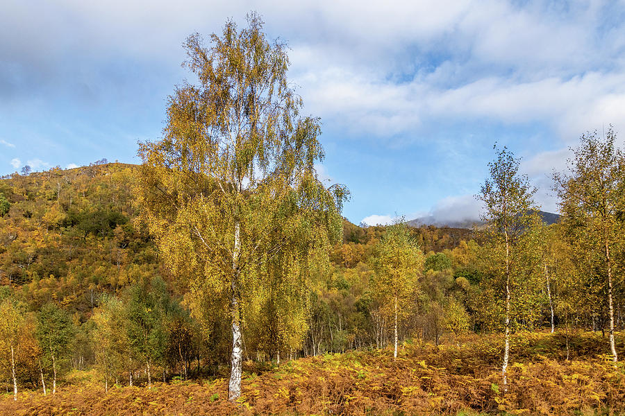 Autumn in Scotland Photograph by Shirley Mitchell
