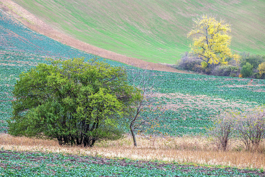 Autumn in South Moravia 9 Photograph by Dubi Roman