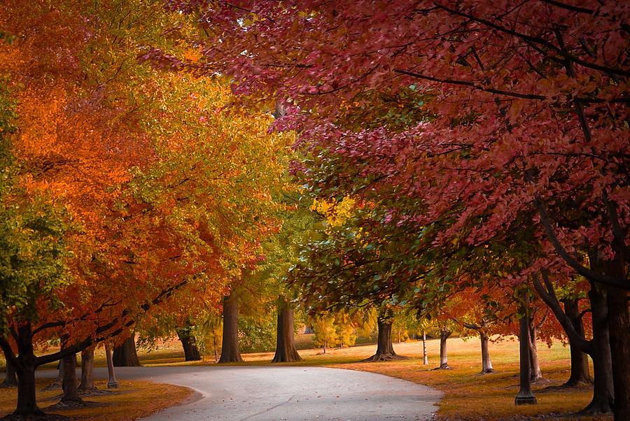 Autumn In St. Louis Photograph By Sally Simpson - Fine Art America