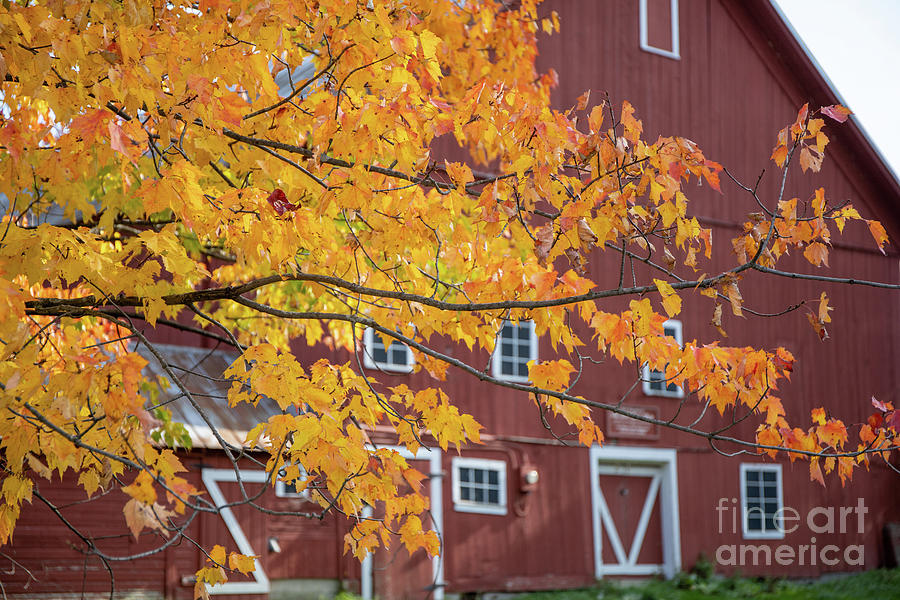 Autumn in Stowe Vermont by the Old Red Barn Photograph by Edward Fielding