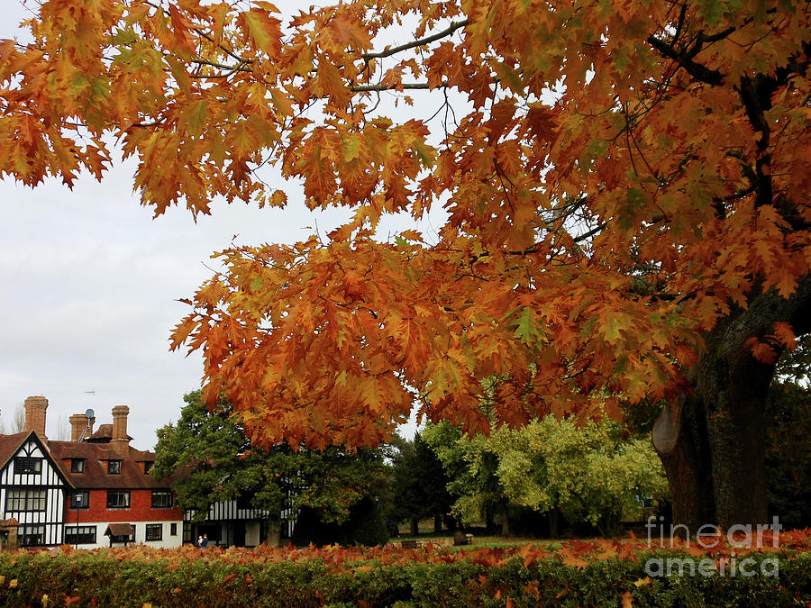 Autumn in Surrey Photograph by Kathryn Jones - Fine Art America