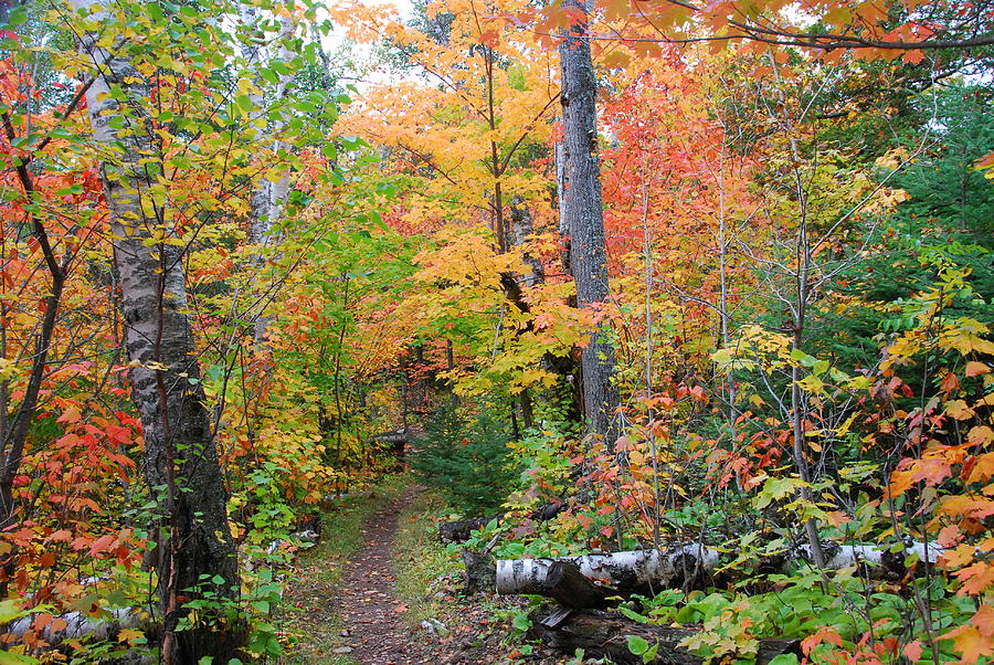 Autumn in Tettegouche State Park Photograph by Cascade Colors