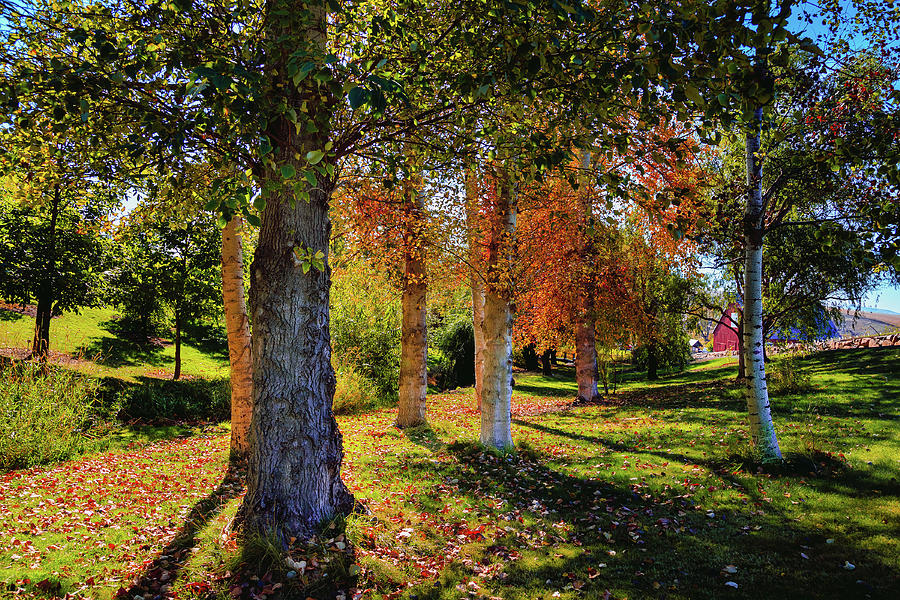 Autumn in the Arboretum Photograph by David Patterson