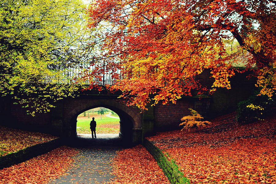 Autumn in the Arboretum Photograph by Deborah Cardinal