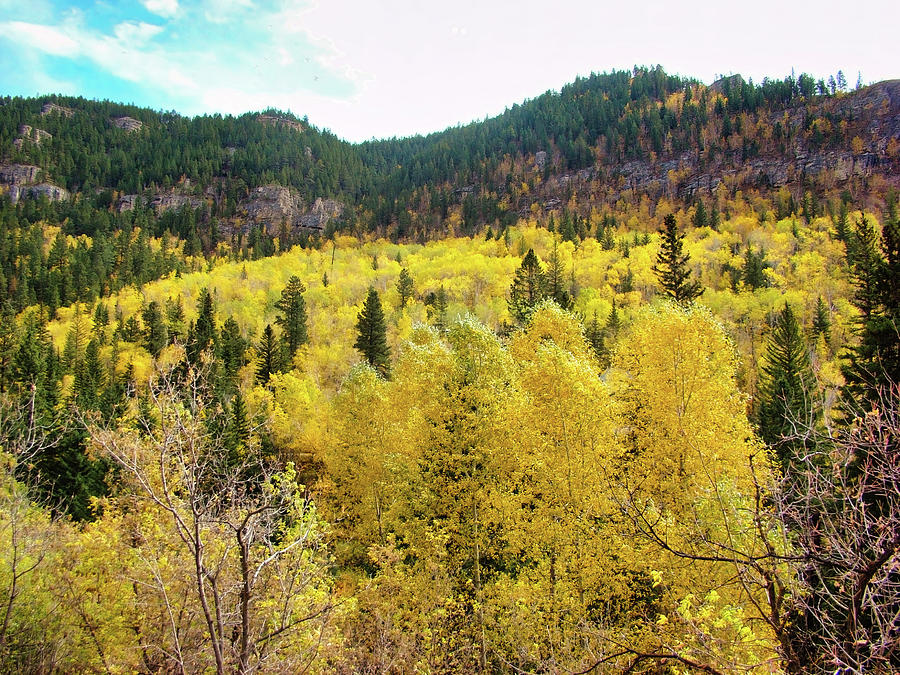 Autumn in the Black Hills Photograph by Cathy Anderson