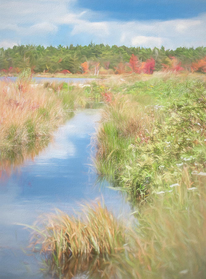 Autumn In the Bog Photograph by Jim Cook