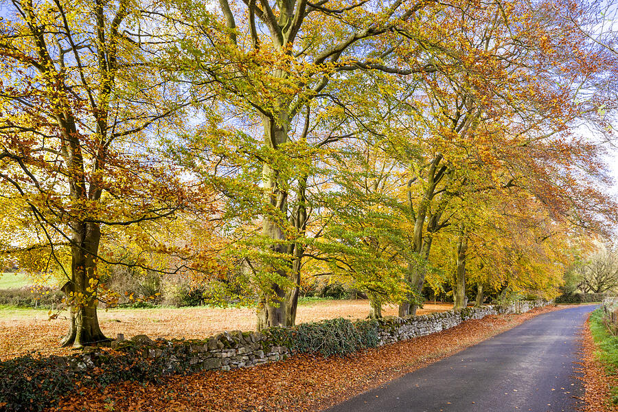 Autumn in the Cotswolds - Lane to Hailes Abbey UK Photograph by Stephen Dorey
