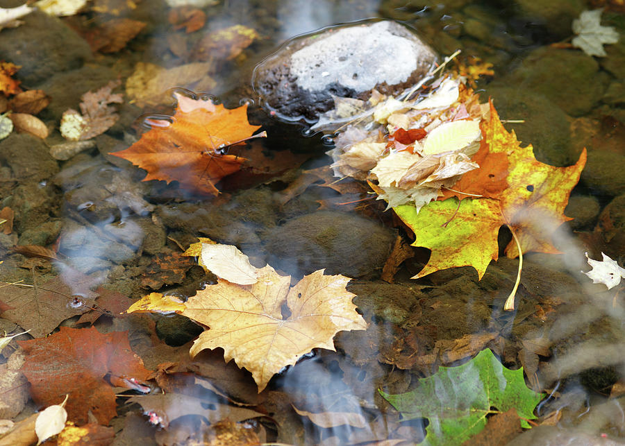 Autumn in the Creek Photograph by Amelia Pearn