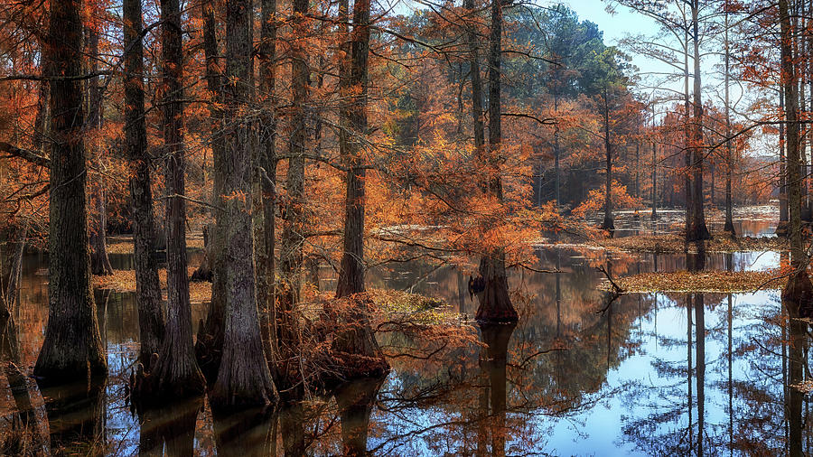 Autumn in the Cypress Cove  Photograph by Susan Rissi Tregoning