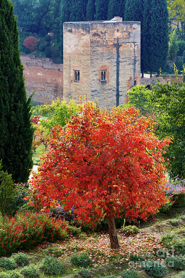 Autumn in the Generalife-Alhambra Photograph by Juan Carlos Ballesteros
