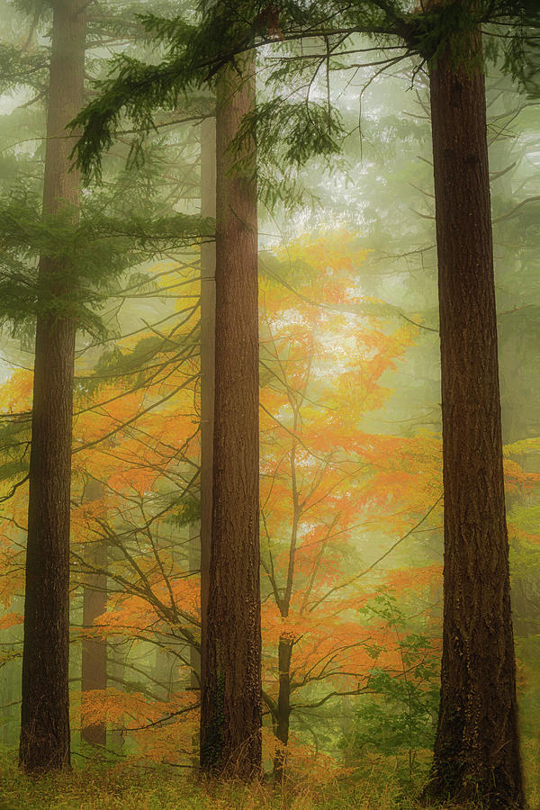 Fall Photograph - Autumn in the Misty Woods by Don Schwartz