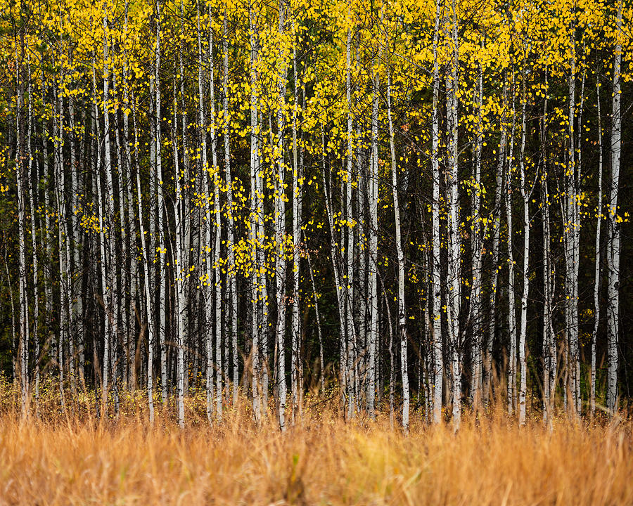 Autumn in the North Fork 5 Photograph by Matt Hammerstein