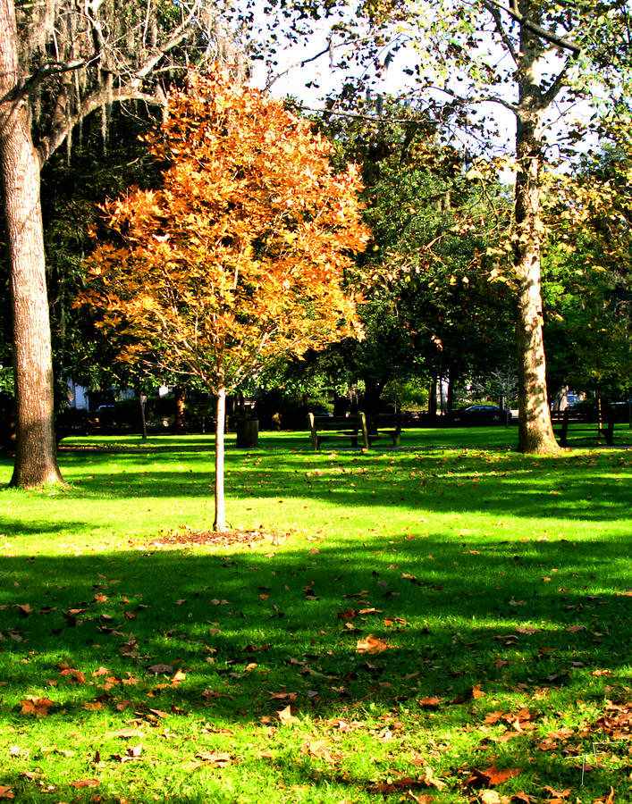 Autumn in the Park II Photograph by Theresa Fairchild