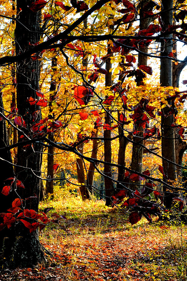 Autumn in the Piedmont No. 3 Photograph by Steve Ember