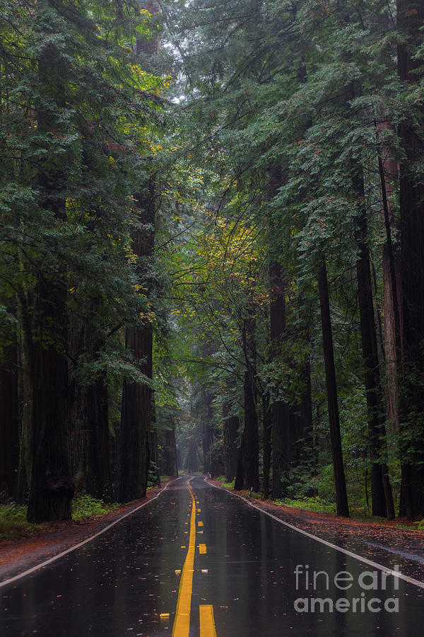 Autumn in the Redwoods 2 Photograph by Mark Alder