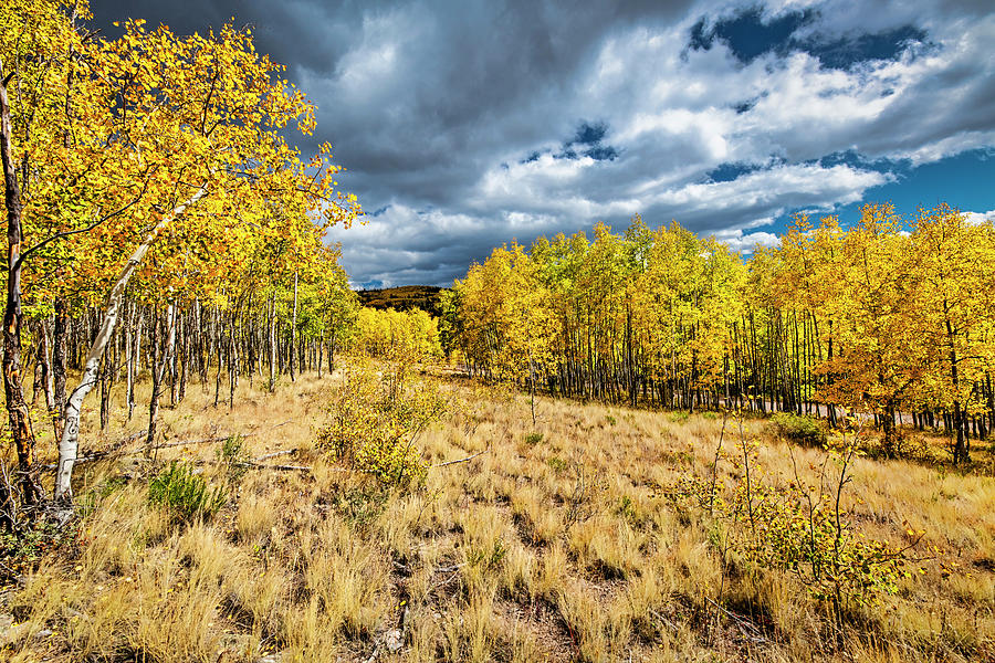 Autumn in the Rockies Photograph by Andy Crawford
