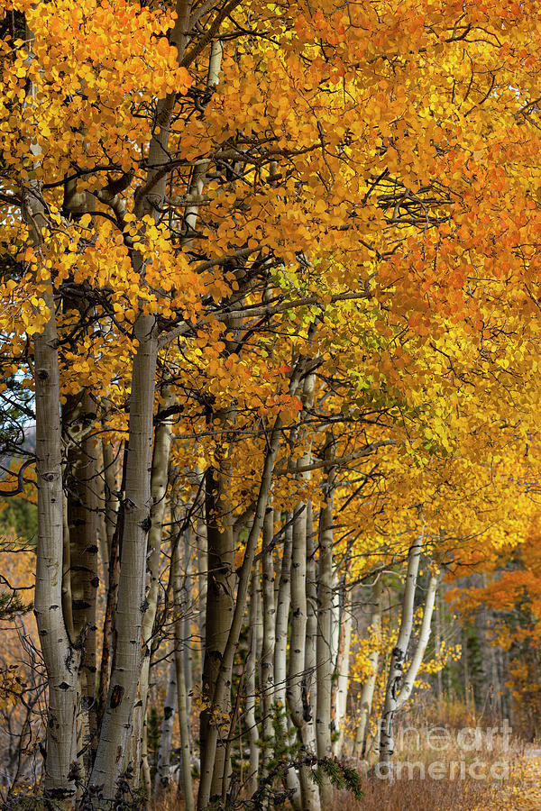 Autumn in the San Isabel National Forest Photograph by Steven Krull