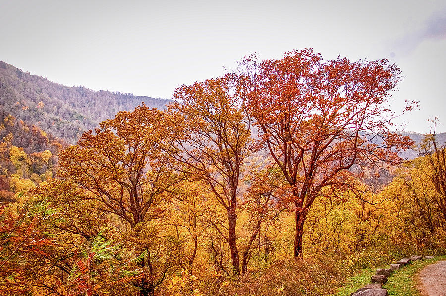 Autumn in the Smokies_056 Photograph by James C Richardson