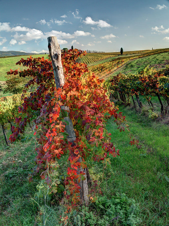 Autumn in the Vineyard Photograph by Eggers Photography