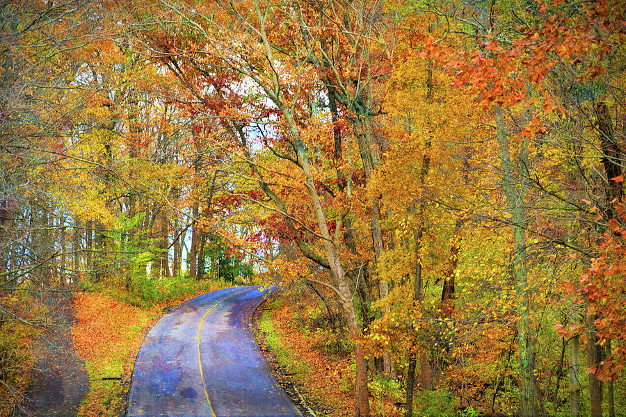 Autumn In The Woods Photograph by Robert Tubesing - Fine Art America