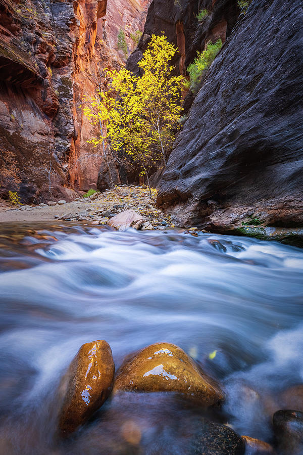 Fall Photograph - Autumn in the Zion Narrows by Wasatch Light