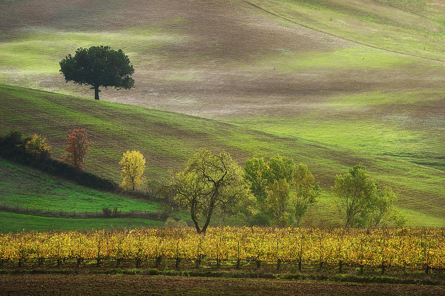 Autumn in Tuscany, trees and vineyard. Castellina in Chianti, It Photograph by Stefano Orazzini