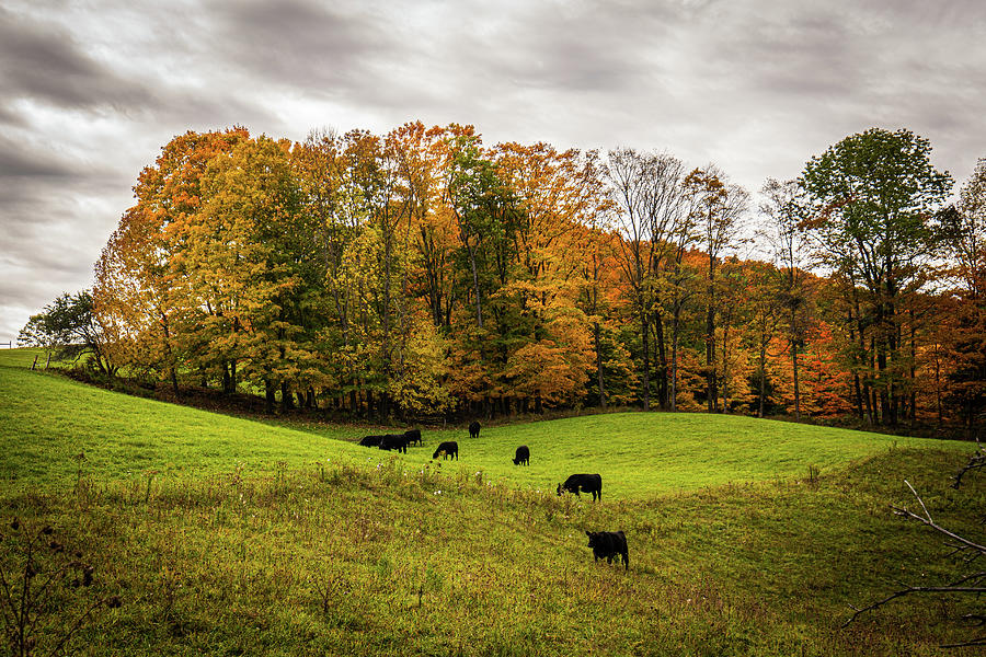 Autumn in Vermont in the Woodstock Countryside 4 Photograph by Ron Long Ltd Photography