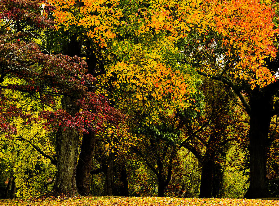 Autumn in Washington Crossing Photograph by Elsa Santoro